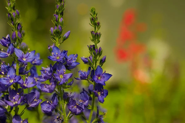 Purple Flower Closeup — Stock Photo, Image