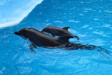 İki yunus suda yüzüyor. Anne ve havuzda bir bebek..