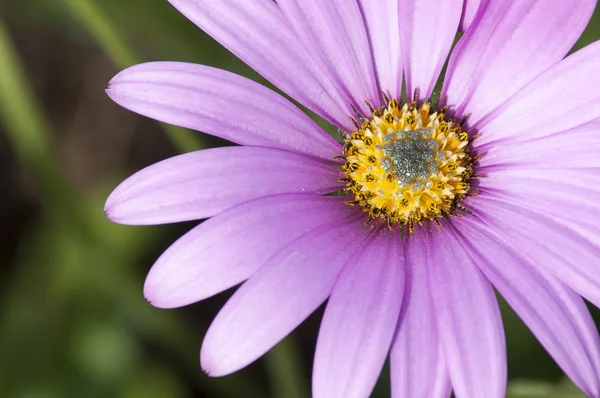 Close Up of Purple Osteospermum — Stock Photo, Image