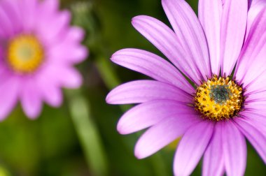 makro pembe osteospermum