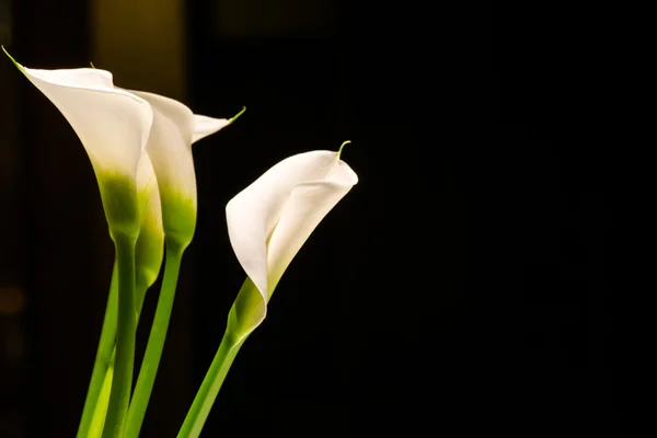 Λευκό calla lillies — Φωτογραφία Αρχείου