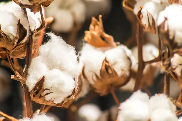Close Up Cotton Plant