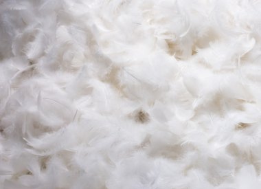 White Feathers clipart