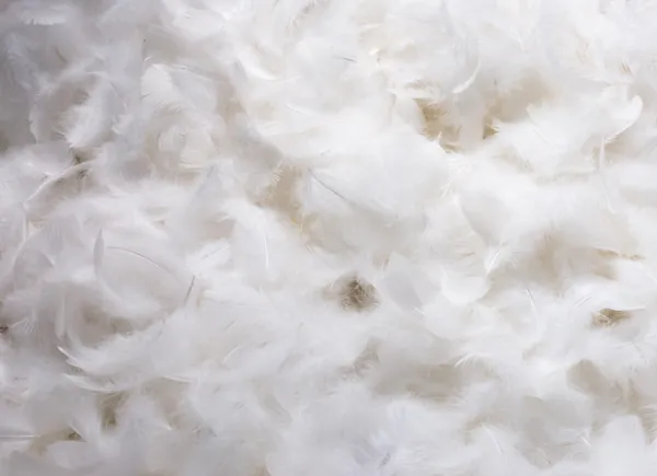 White Feathers — Stock Photo, Image