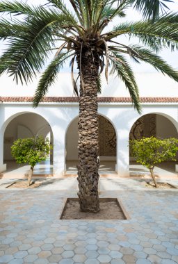 palmiye ağacı avluda