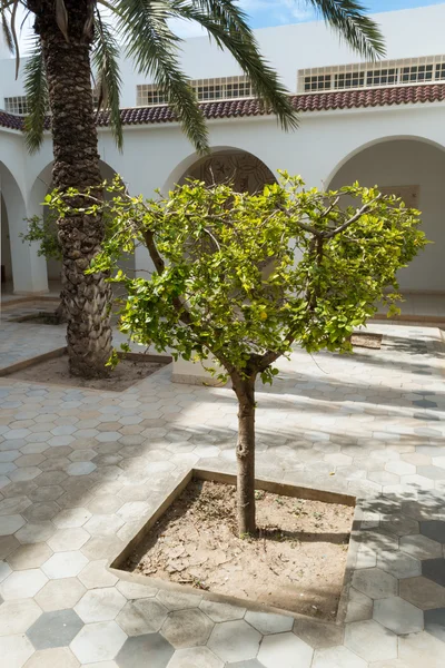 Kleine boom in de binnenplaats — Stockfoto