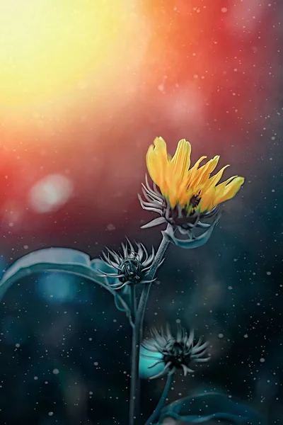 黄色い菊と光漏れ — ストック写真