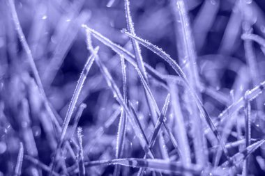 Çok Peri renginde buzlu çimenler - 2022 yılının rengi