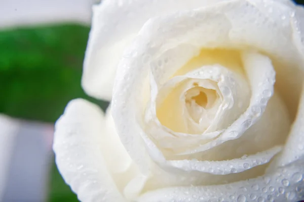 Natural background with white rose — Stock Photo, Image