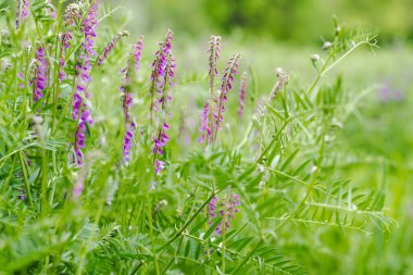 Güneşli yaz gününde Victoria Villosa 'nın mor tüylü çiçekleri.