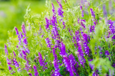 Güneşli yaz gününde Victoria Villosa 'nın mor tüylü çiçekleri.