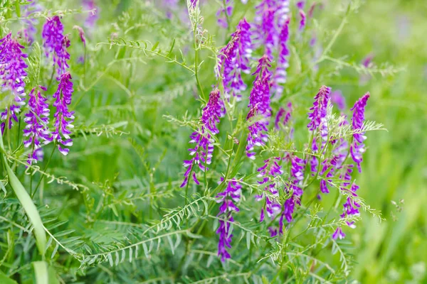 夏の晴れた日に毛深いベッチヴィロサの紫色の花 — ストック写真