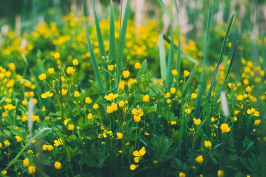 Yeşil doğal arka planı olan sarı düğün çiçekleri.