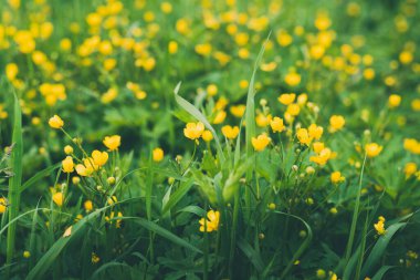 Yeşil doğal arkaplanı olan sarı düğün çiçekleri. Yumuşak odak