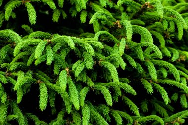 Genç iğneli ladin dalına yakın çekim. Yeşil arkaplan