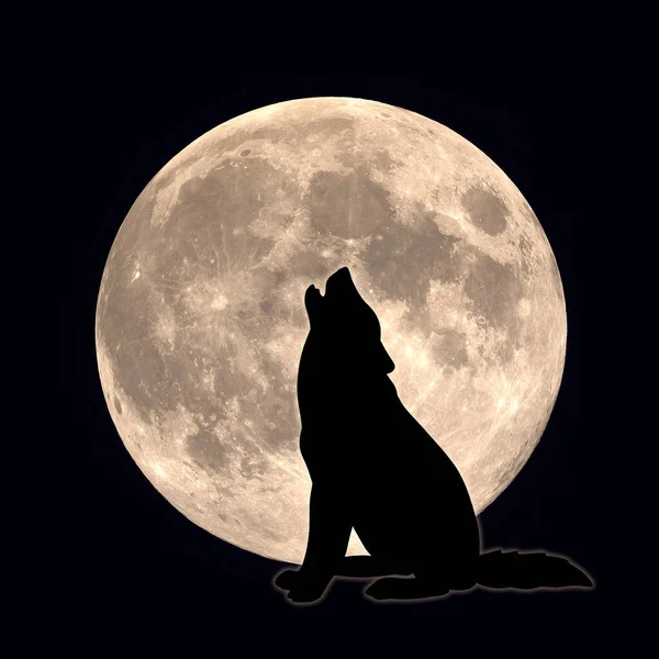 狗或狼在月亮上嚎叫 掠夺性动物的标志 野生的哺乳动物 — 图库照片#