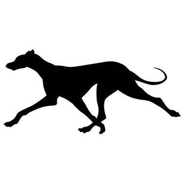 Koşan bir Greyhound köpeğinin silueti. Çeviklik çizimi. Bir kurt akrabasının resmi.