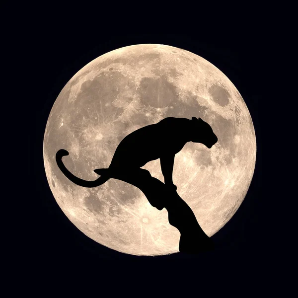 Пантера Дереве Охотится Добычей Лунная Ночь Африканской Саванне — стоковое фото