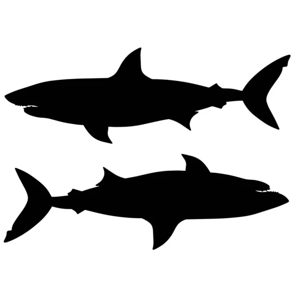 鲨鱼的黑白图解 一个海怪的轮廓 残忍的嗜血食肉动物海洋深处的怪物 — 图库照片#