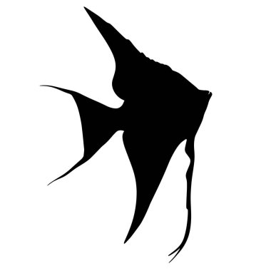 Skaler bir resim. Akvaryum tropikal balığı. Nehirden ya da gölden gelen bir hayvan