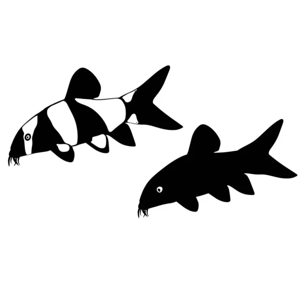 Akvarium Fisk Botia Chromobotia Macracanthus Havskatt Med Mustasch Ett Sötvattensdjur — Stockfoto