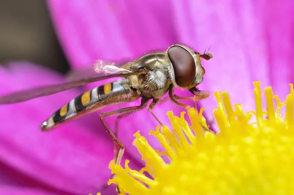 Bienenmakro — Stockfoto