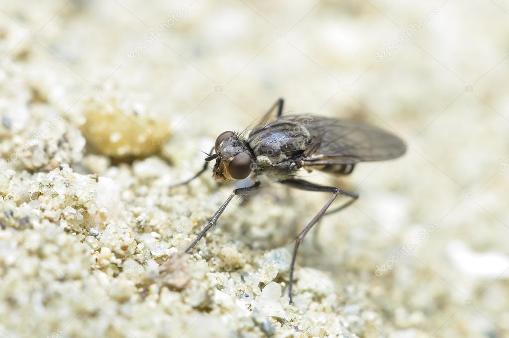 Fly sitting on sand