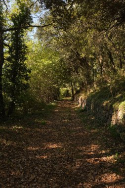 Olot, La Garrotxa, İspanya 'daki yeşil sonbahar ormanında yol