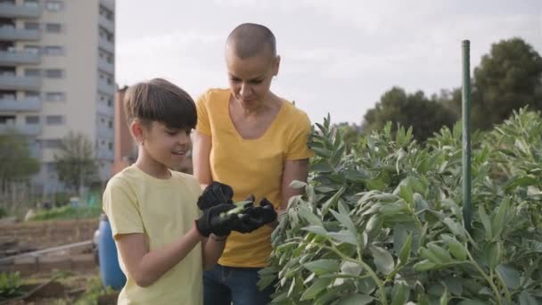 Madre e hija disfrutando cosechando verduras juntas en un jardín urbano. — Vídeo de stock
