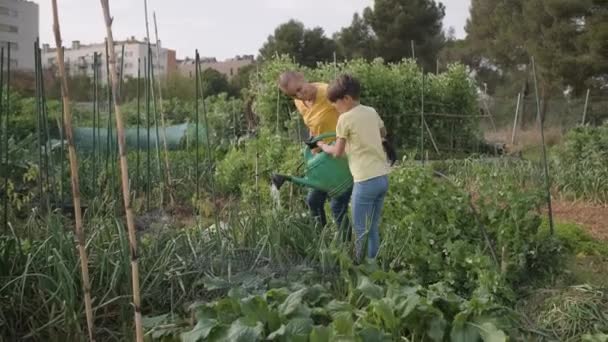 Ung flicka hjälper sin mor att vattna växterna i en urban trädgård. — Stockvideo