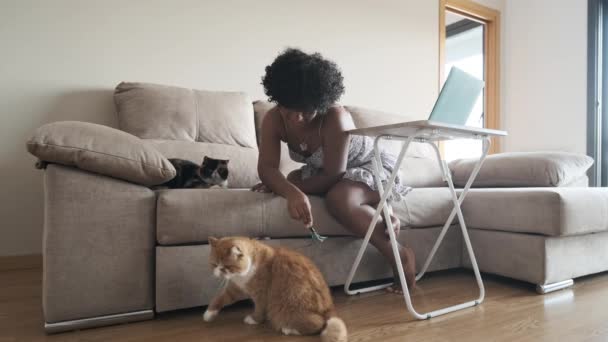 Διεμφυλική Γυναίκα Απολαμβάνει Παίζει Τις Γάτες Της Ενώ Χαλαρώνει Κατά — Αρχείο Βίντεο