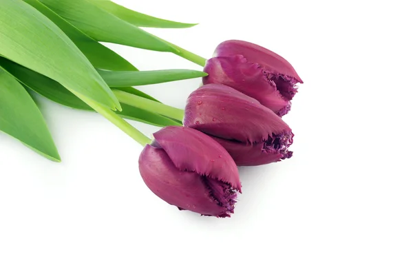 Buquê de três belas tulipas violetas no fundo branco — Fotografia de Stock