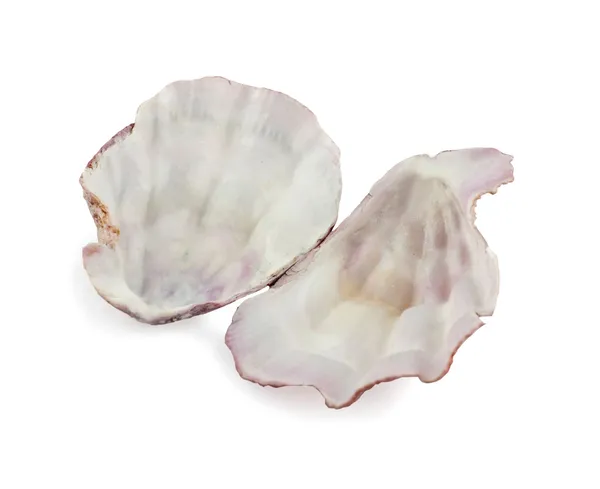 Sea shells on white background — Stock Photo, Image