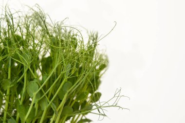 makro atışlı mikro yeşil bezelyeler su damlaları ile bulanık arka planda sağlıklı gıda konsepti mikro yeşil taze sebze yeşilidir ya da lahanalardır, süper yiyecek, eko besin
