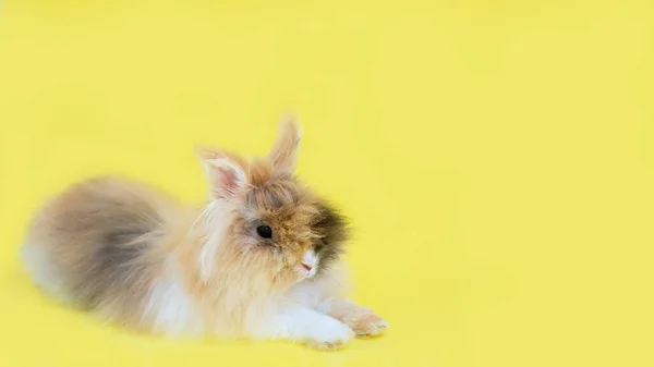 Rabbit Lies Yellow Background Symbol New Year Veterinary Clinic Animal — Stock Photo, Image