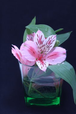 cam siyah arka plan alstroemeria pembe çiçekler