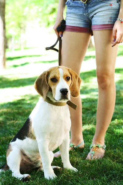 Mulher andando seu cão beagle na natureza parque verde — Fotografia de Stock