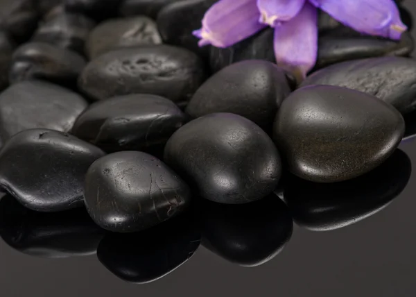 Steine mit einer Blume — Stockfoto