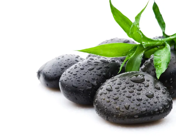 Zen stone ve bambu yaprakları su damlaları ile