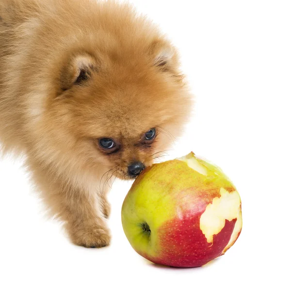 Pomeranian puppy — Stock Photo, Image