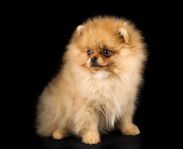 Cãozinho da Pomerânia — Fotografia de Stock