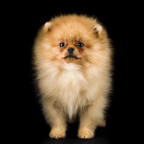 Cãozinho da Pomerânia — Fotografia de Stock