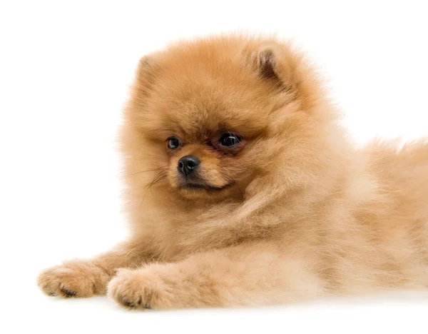 ポメラニアンの子犬 — ストック写真