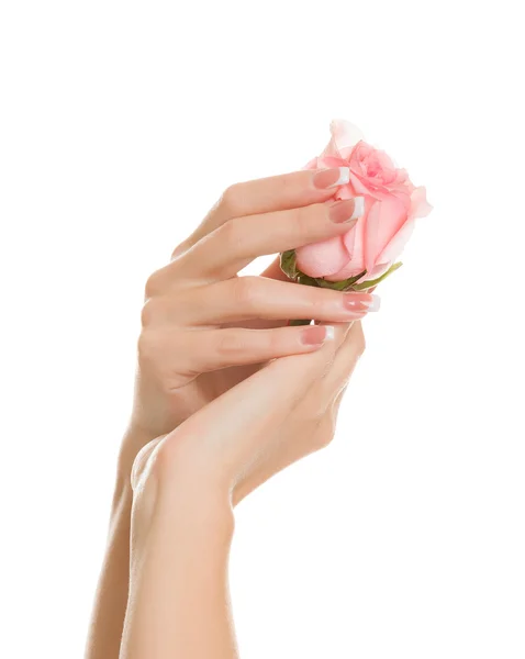 Women's beautiful hands hold a tender pink rose — Stock Photo, Image