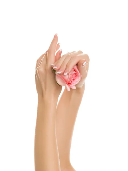 Le belle mani delle donne tengono una tenera rosa rosa — Foto Stock