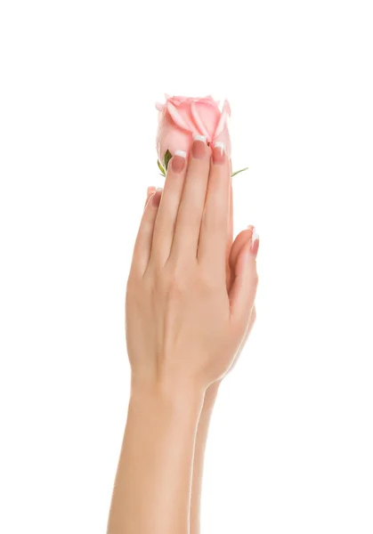 Le belle mani delle donne tengono una tenera rosa rosa — Foto Stock