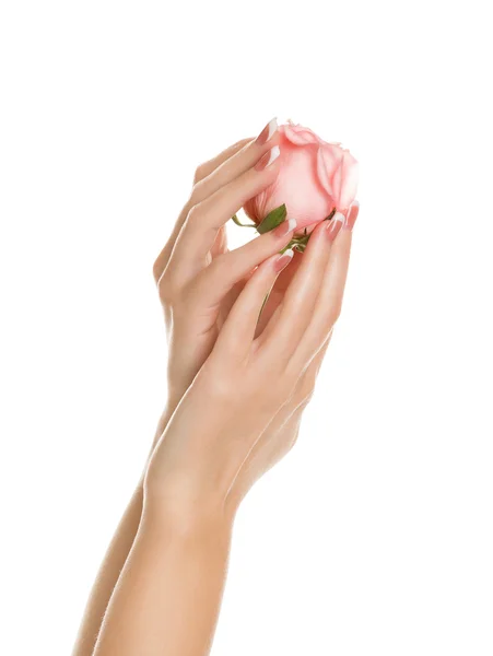 Mãos bonitas das mulheres segurar uma rosa macia — Fotografia de Stock