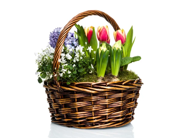Garden flowers in basket — Stock Photo, Image