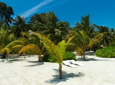 palm ile tropikal plaj