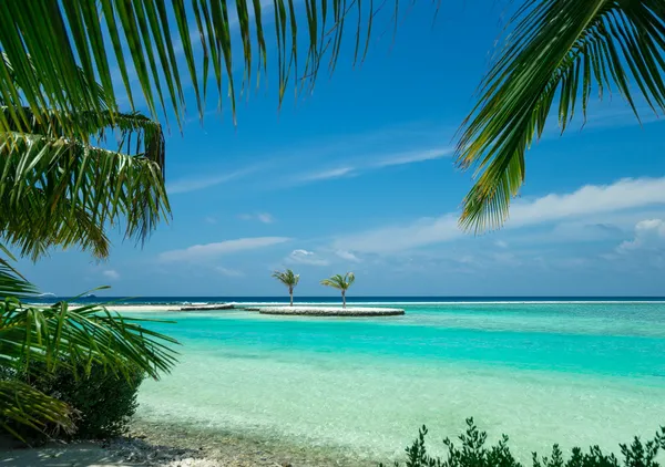 Playa tropical con palmera —  Fotos de Stock